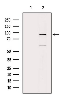 Invitrogen ZPK Polyclonal Antibody 100 &mu;L; Unconjugated:Antibodies,