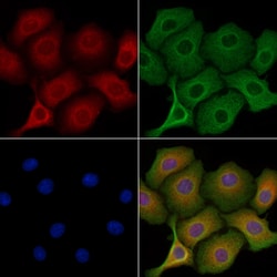Invitrogen MAP4K2 Polyclonal Antibody 100 &mu;L; Unconjugated:Antibodies,