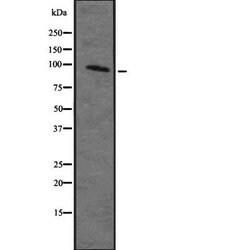 Invitrogen MAP4K2 Polyclonal Antibody 100 &mu;L; Unconjugated:Antibodies,