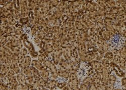Invitrogen RAD9B Polyclonal Antibody 100 &mu;L; Unconjugated:Antibodies,