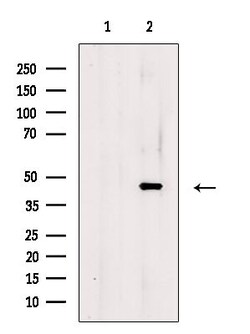 Invitrogen RAD9B Polyclonal Antibody 100 &mu;L; Unconjugated:Antibodies,