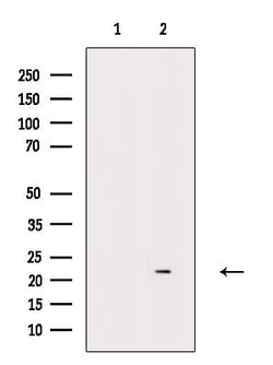 Invitrogen GADD45B Polyclonal Antibody 100 &mu;L; Unconjugated:Antibodies,