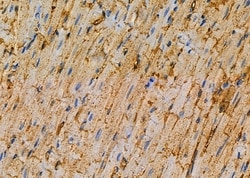 Invitrogen GADD45G Polyclonal Antibody 100 &mu;L | Buy Online | Invitrogen&trade; | Fisher Scientific