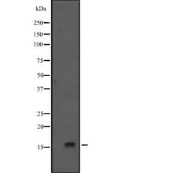 Invitrogen GADD45G Polyclonal Antibody 100 &mu;L | Buy Online | Invitrogen&trade; | Fisher Scientific