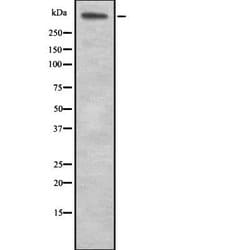Invitrogen Laminin alpha-5 Polyclonal Antibody 100 &mu;L; Unconjugated:Antibodies,