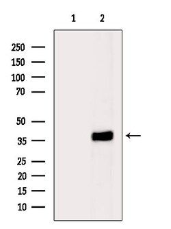 Invitrogen PHLDA1 Polyclonal Antibody 100 &mu;L; Unconjugated:Antibodies,