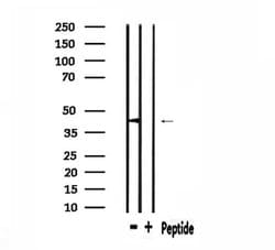 Invitrogen PHLDA1 Polyclonal Antibody 100 &mu;L; Unconjugated:Antibodies,
