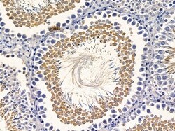 Invitrogen PHLDA3 Polyclonal Antibody 100 &mu;L; Unconjugated:Antibodies,