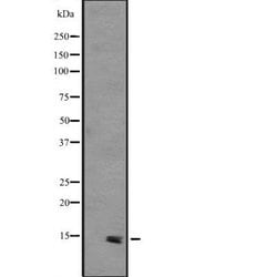 Invitrogen PHLDA3 Polyclonal Antibody 100 &mu;L; Unconjugated:Antibodies,