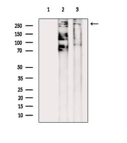 Invitrogen HIVEP2 Polyclonal Antibody 100 &mu;L; Unconjugated:Antibodies,