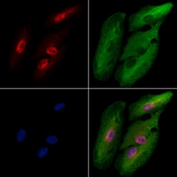Invitrogen TAF7L Polyclonal Antibody 100 &mu;L; Unconjugated:Antibodies,