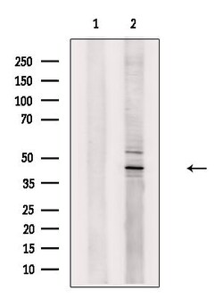 Invitrogen TAF7L Polyclonal Antibody 100 &mu;L; Unconjugated:Antibodies,
