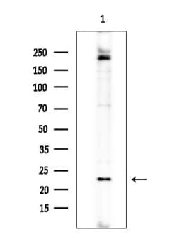 GCSAML Polyclonal Antibody:Antibodies, Polyclonal
