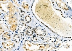 Invitrogen HOMEZ Polyclonal Antibody 100 &mu;L; Unconjugated:Antibodies,