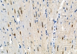 Invitrogen HOMEZ Polyclonal Antibody 100 &mu;L; Unconjugated:Antibodies,