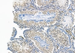 Invitrogen HOMEZ Polyclonal Antibody 100 &mu;L; Unconjugated:Antibodies,