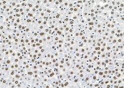 Invitrogen HOMEZ Polyclonal Antibody 100 &mu;L; Unconjugated:Antibodies,