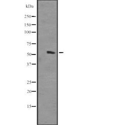 Invitrogen HOMEZ Polyclonal Antibody 100 &mu;L; Unconjugated:Antibodies,