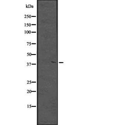 MKX Polyclonal Antibody, Invitrogen 100 &mu;L; Unconjugated:Antibodies,