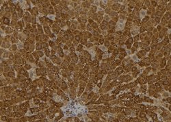 Invitrogen ARL11 Polyclonal Antibody 100 &mu;L; Unconjugated:Antibodies,