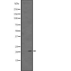 Invitrogen ARL11 Polyclonal Antibody 100 &mu;L; Unconjugated:Antibodies,