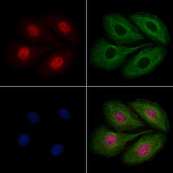 Invitrogen HEXIM2 Polyclonal Antibody 100 &mu;L; Unconjugated:Antibodies,