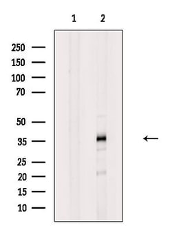 Invitrogen hnRNP AB Polyclonal Antibody 100 &mu;L; Unconjugated:Antibodies,