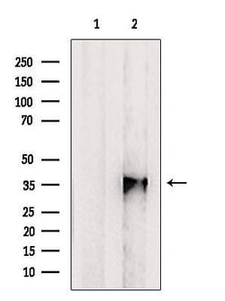 Invitrogen EBNA1BP2 Polyclonal Antibody 100 &mu;L; Unconjugated:Antibodies,
