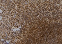 Invitrogen ZNF416 Polyclonal Antibody 100 &mu;L; Unconjugated:Antibodies,