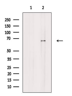 Invitrogen ZNF416 Polyclonal Antibody 100 &mu;L; Unconjugated:Antibodies,