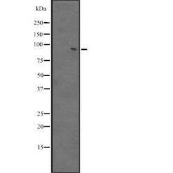BACH2 Polyclonal Antibody:Antibodies, Polyclonal