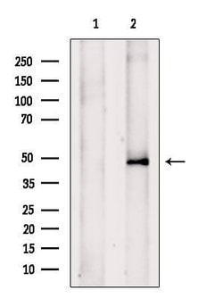 Invitrogen TRIM31 Polyclonal Antibody 100 &mu;L; Unconjugated:Antibodies,