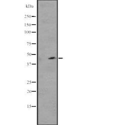 Invitrogen WWTR1 Polyclonal Antibody 100 &mu;L; Unconjugated:Antibodies,