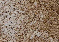 Invitrogen MANSC1 Polyclonal Antibody 100 &mu;L; Unconjugated:Antibodies,