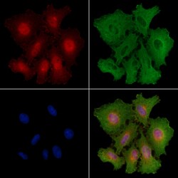Invitrogen MOB1 Polyclonal Antibody 100 &mu;L; Unconjugated:Antibodies,