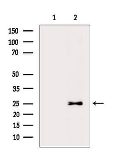 Invitrogen MOB1 Polyclonal Antibody 100 &mu;L; Unconjugated:Antibodies,