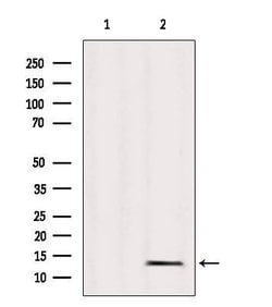 Invitrogen MRPL36 Polyclonal Antibody 100 &mu;L; Unconjugated:Antibodies,