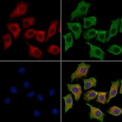 Invitrogen BIN2 Polyclonal Antibody 100 &mu;L | Buy Online | Invitrogen&trade; | Fisher Scientific