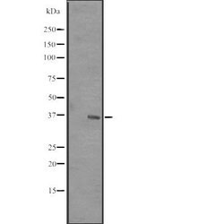 Invitrogen RRP7A Polyclonal Antibody 100 &mu;L; Unconjugated:Antibodies,