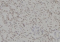 Invitrogen HSPB3 Polyclonal Antibody 100 &mu;L; Unconjugated:Antibodies,