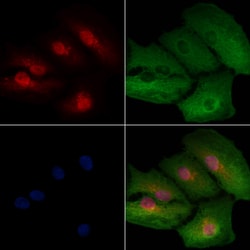 Invitrogen HSPB9 Polyclonal Antibody 100 &mu;L; Unconjugated:Antibodies,