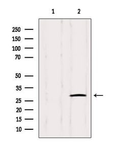 Invitrogen IGFBPL1 Polyclonal Antibody 100 &mu;L; Unconjugated:Antibodies,