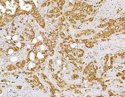 Invitrogen Interferon alpha-4/10/14 Polyclonal Antibody 100 &mu;L; Unconjugated:Antibodies,