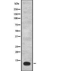 Invitrogen IGFL1 Polyclonal Antibody 100 &mu;L; Unconjugated:Antibodies,