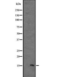 Invitrogen IL-13 Polyclonal Antibody 100 &mu;L; Unconjugated:Antibodies,