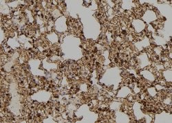 Invitrogen IFI35 Polyclonal Antibody 100 &mu;L; Unconjugated:Antibodies,