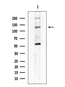 Invitrogen CD49a Polyclonal Antibody 100 &mu;L; Unconjugated:Antibodies,