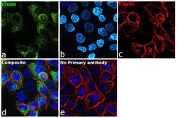 Invitrogen ITGB8 Polyclonal Antibody 100 &mu;L; Unconjugated:Antibodies,