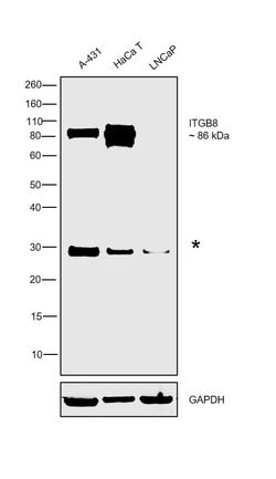Invitrogen ITGB8 Polyclonal Antibody 100 &mu;L; Unconjugated:Antibodies,