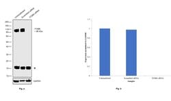 Invitrogen ITGB8 Polyclonal Antibody 100 &mu;L; Unconjugated:Antibodies,